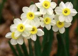 Daffodils buatan sendiri