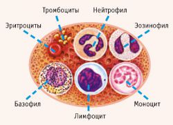 neutrofilų sumažėjusių limfocitų kraujo tyrimas
