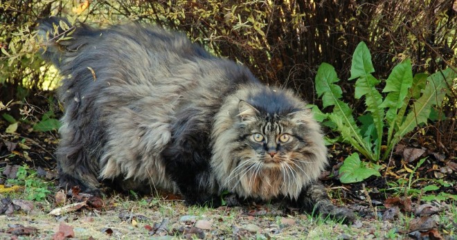 Kucing Hutan Norway - ciri baka, peraturan penjagaan