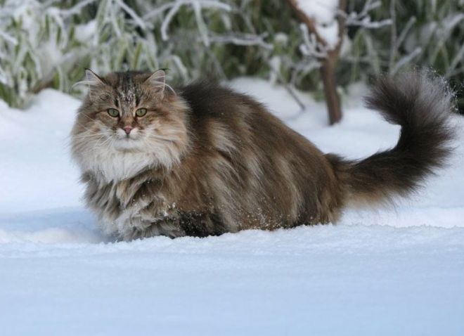 Cat Hutan Norway - asal usul baka