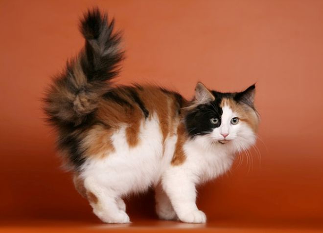 Norway Forest Cat tricolor