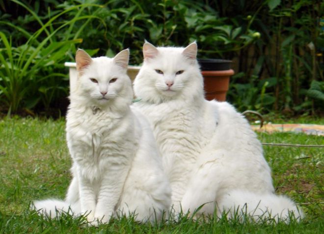Norway White Forest Cat