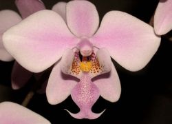 penjagaan orkid selepas berbunga