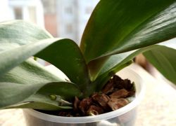 orkid bagaimana untuk menjaga selepas berbunga