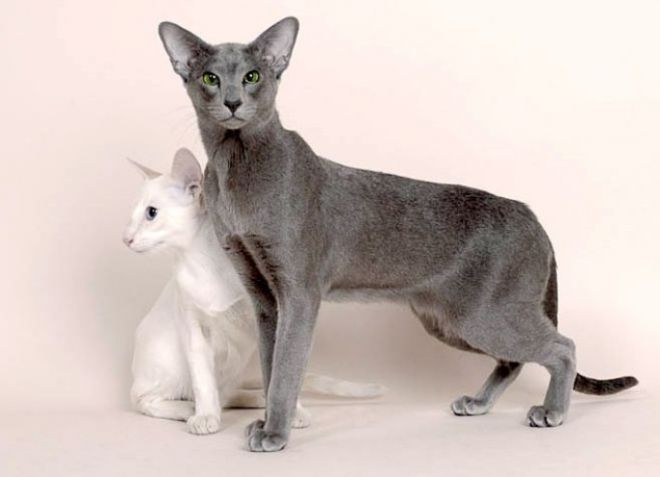 Kucing oriental kelabu