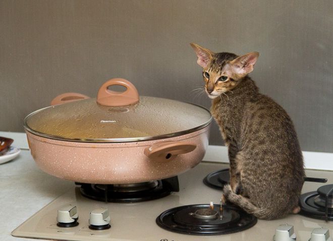 Apa yang perlu diberi makan kucing oriental