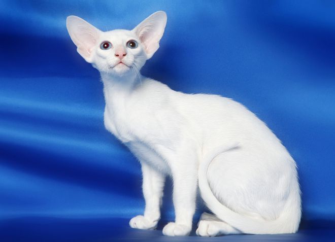 Kucing putih oriental