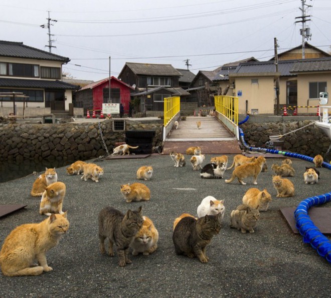 Katės sala - Aoshima
