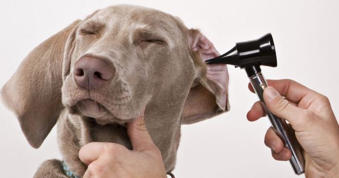 Отит у собак - основные признаки и действенные методы лечения