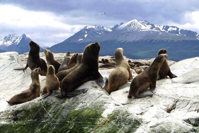 Jūrų liūtai Patagonijoje
