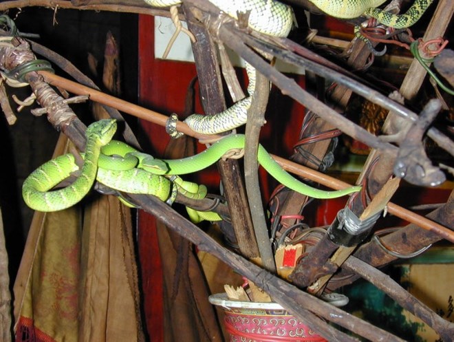 ヘビの寺院