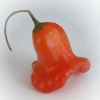 Red bell pepper 