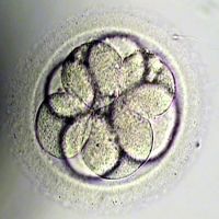 Перенос эмбрионов на 5 день