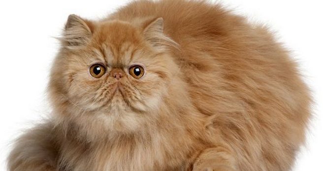 Persų kačių veislės savybės ir priežiūros taisyklės