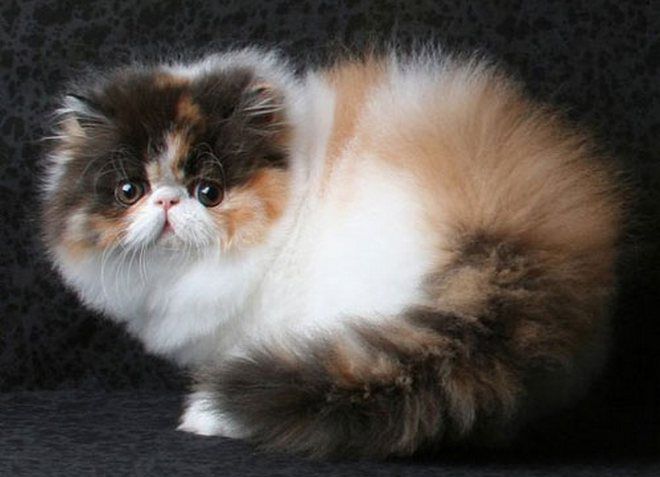 vėžlys persų katė