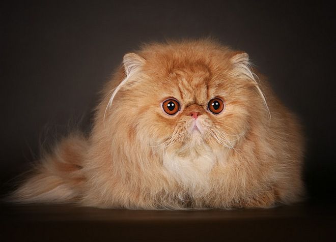 Kucing berambut panjang baka kaum Persia