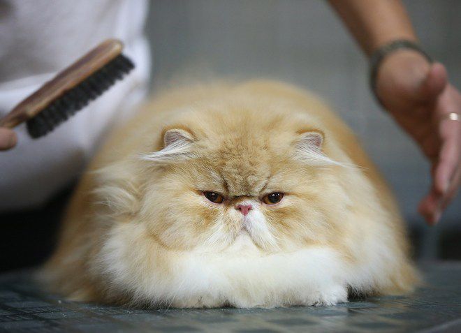 kaip rūpintis persų katė