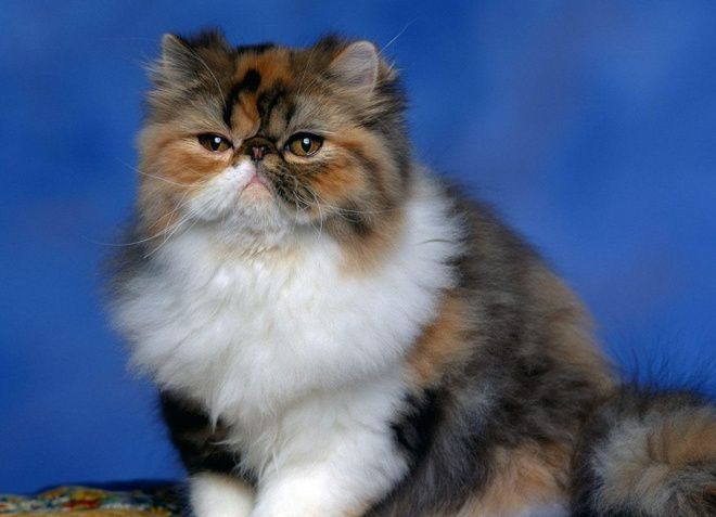 Standard di razza di gatto persiano