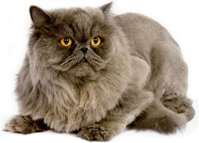 gatto persiano viola