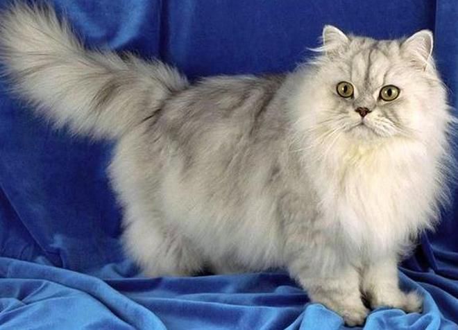 Persų kačių spalvos šinšila