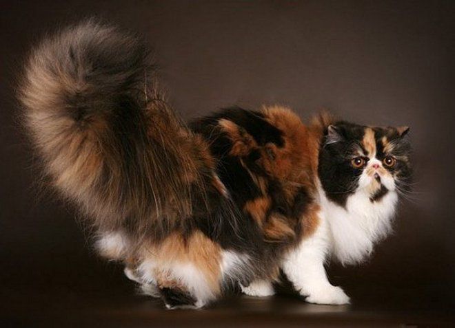 kucing Persia bergaris