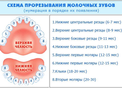 какие первые зубы у ребенка