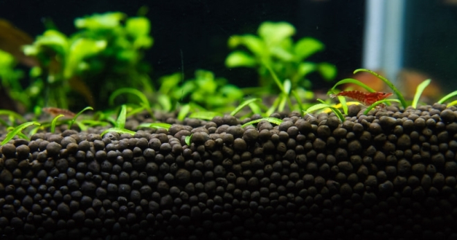 Maistinis gruntas akvariumo augalams - ko reikia tinkamam paleidimui?
