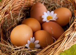 Perché non si possono mangiare molte uova