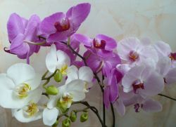 perché le orchidee appassiscono i boccioli