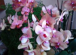 boccioli appassiti in orchidee