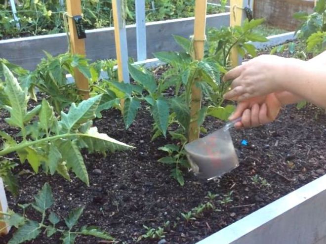 Membiakkan tomato dengan yis selepas ditanam di rumah hijau