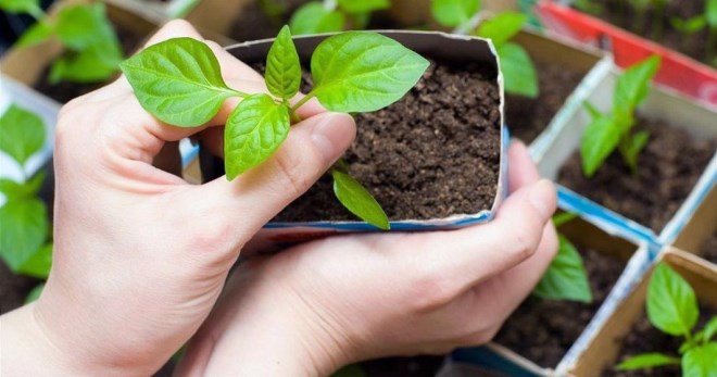 Berpakaian benih lada di rumah - bagaimana untuk menanam benih yang sihat?