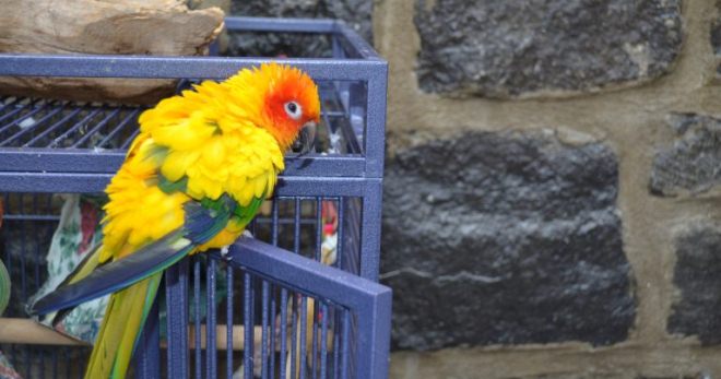 Diarrea in un pappagallo - come comportarsi correttamente?