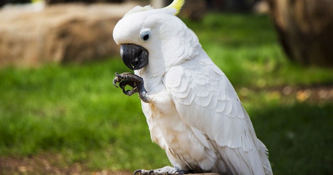Parrot Cockatoos - Ciri-ciri Penjagaan dan Penyelenggaraan