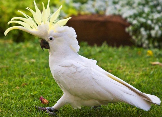 Burung kakak Cockatoo