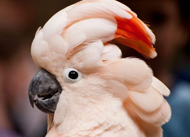 burung kakak molukk cockatoo