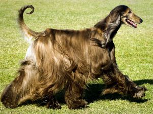 Anjing greyhound anjing2