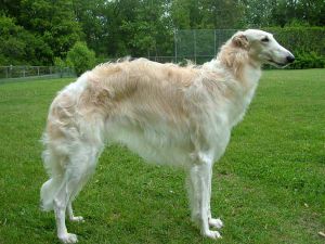 Anjing anjing Greyhound3