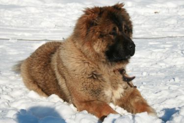 кавказский волкодав порода собак