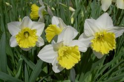 penanaman daffodils pada musim bunga