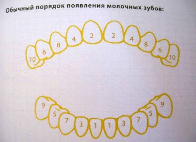схема прорезывания зубов у детей