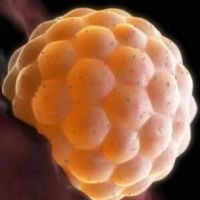 segni di attaccamento dell'embrione all'utero