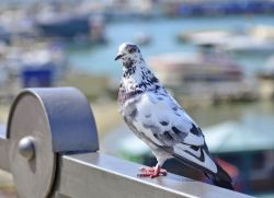 merpati terbang ke dalam apartmen