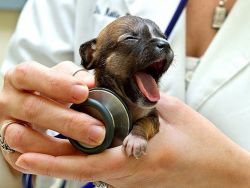 ドイツのシェパードの子犬への予防接種