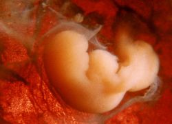 tabella dell'embrione per settimana