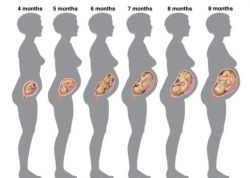 Tabella delle dimensioni fetali per settimana