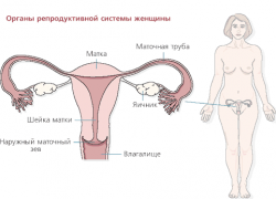 organ pembiakan wanita