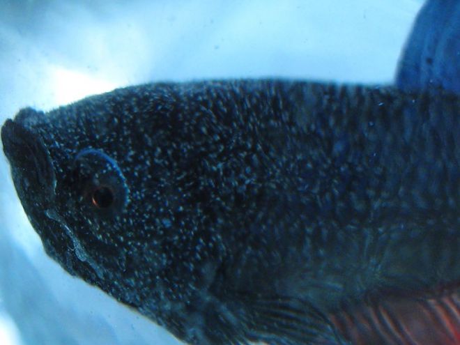 Рыбка петушок Оодиниоз