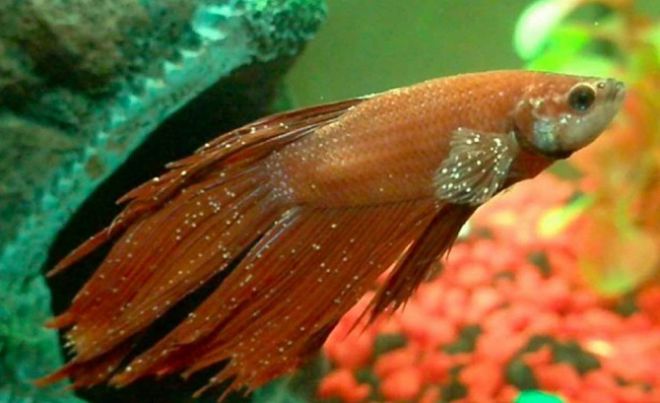 Рыбка петушок Ихтиофтириоз