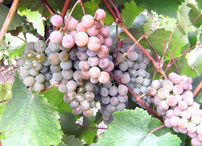 varieties2 buah anggur merah jambu